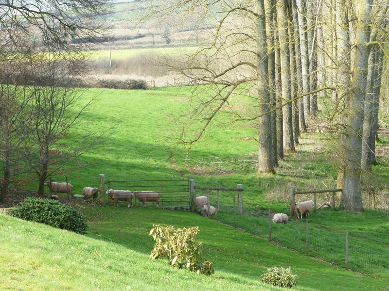 THE LAND AND SHEEP